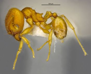 Media type: image;   Entomology 34403 Aspect: habitus lateral view